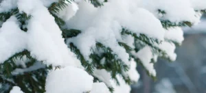 Snow covered pine tree branches