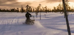 snowmobiler rides into the sunset through sparce pine trees and flat ground